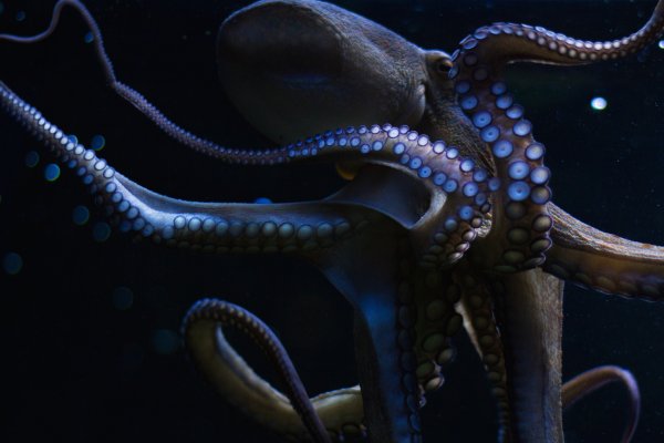 Kraken зеркало стор